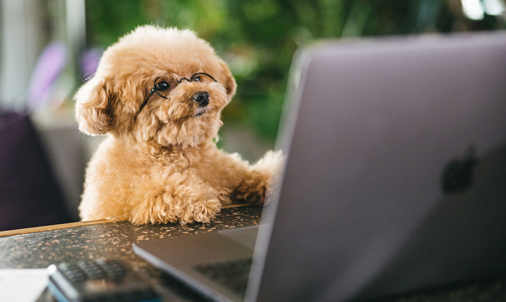 Web関連資格を確認